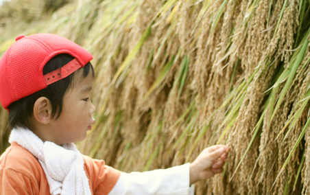 お米収穫体験